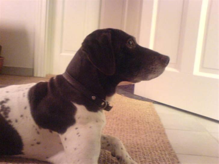 Gammel dansk hønsehund Nutte - Profil igen xD billede 2