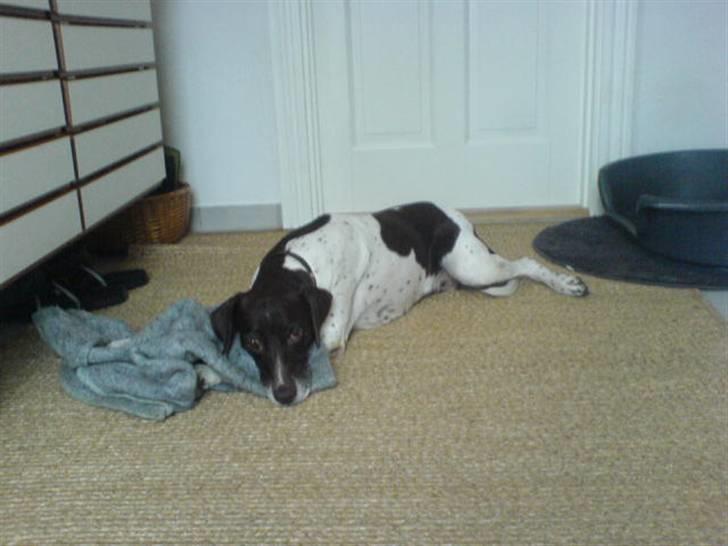 Gammel dansk hønsehund Nutte - Vi tager os lige en slapper mere... billede 3