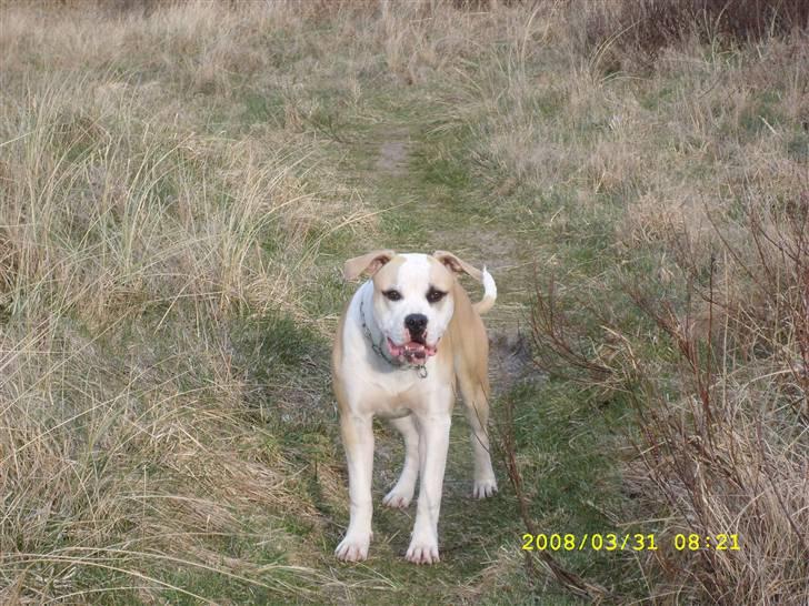 Amerikansk bulldog Bono R.I.P 2007- 2010 - Hejsa alle sammen, velkommen til min profil. jeg hedder Bono. billede 1