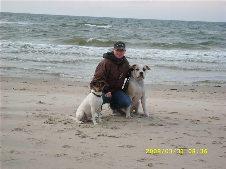 Amerikansk bulldog Bono R.I.P 2007- 2010 - 8 april billede 2