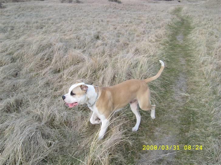 Amerikansk bulldog Bono R.I.P 2007- 2010 billede 3