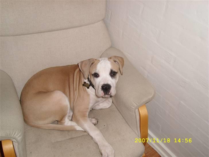 Amerikansk bulldog Bono R.I.P 2007- 2010 - mor, den her stol er atlså snart for lille til mig.  billede 4
