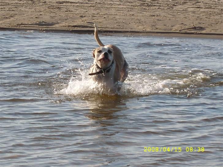 Amerikansk bulldog Bono R.I.P 2007- 2010 billede 5