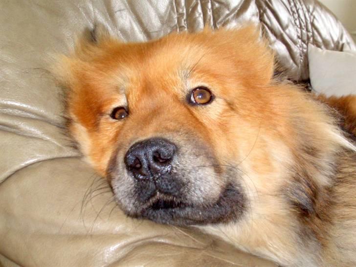 Eurasier Bella - Igen en lille lur billede 13
