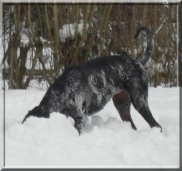 Dobermann *¤*Gaisha / Sasha*¤* - Februar 2010.. leder efter sin flyvende tallerken ;o) billede 20