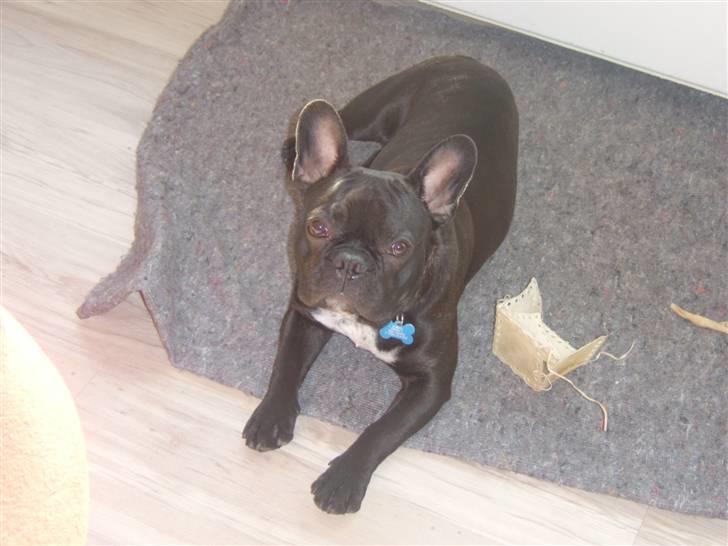 Fransk bulldog Bruce - "Hej hej mor" billede 11