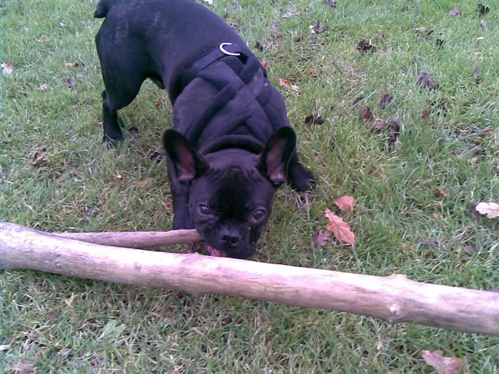 Fransk bulldog Bruce - "Se en lille pind jeg har fundet mor" billede 12