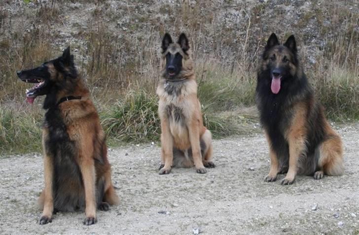 Tervueren Lively Lynx billede 13