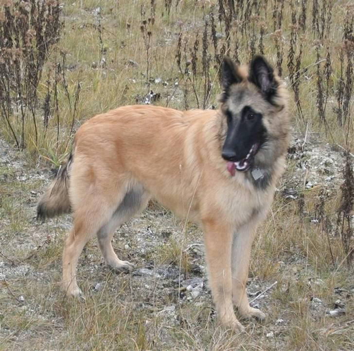 Tervueren Lively Lynx billede 14