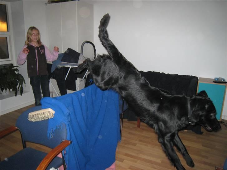 Flat coated retriever Charlie billede 6