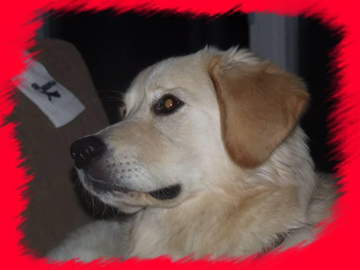 Blanding af racer Noah billede 10