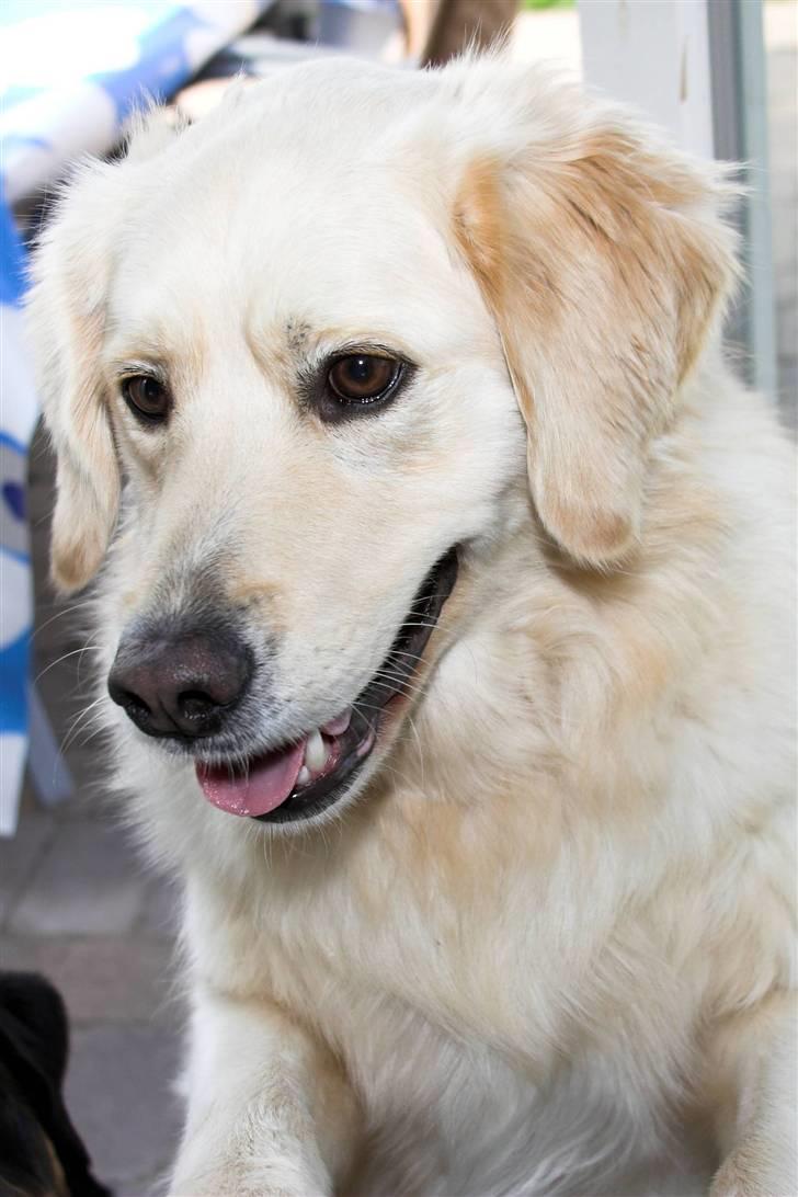 Blanding af racer Noah billede 11