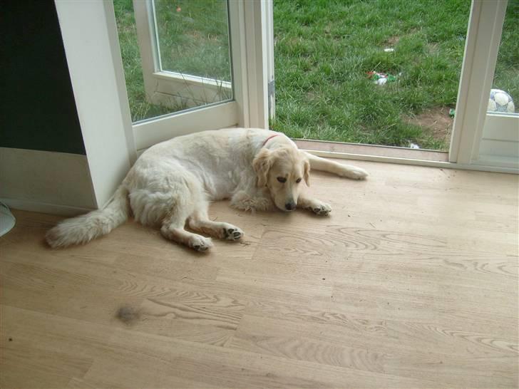 Blanding af racer Noah - Efter jeg er blevet klippet:b billede 12