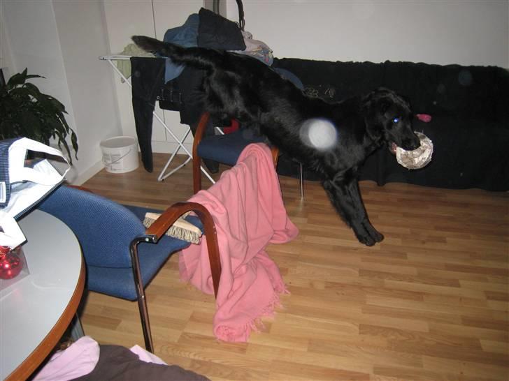 Flat coated retriever Charlie billede 7