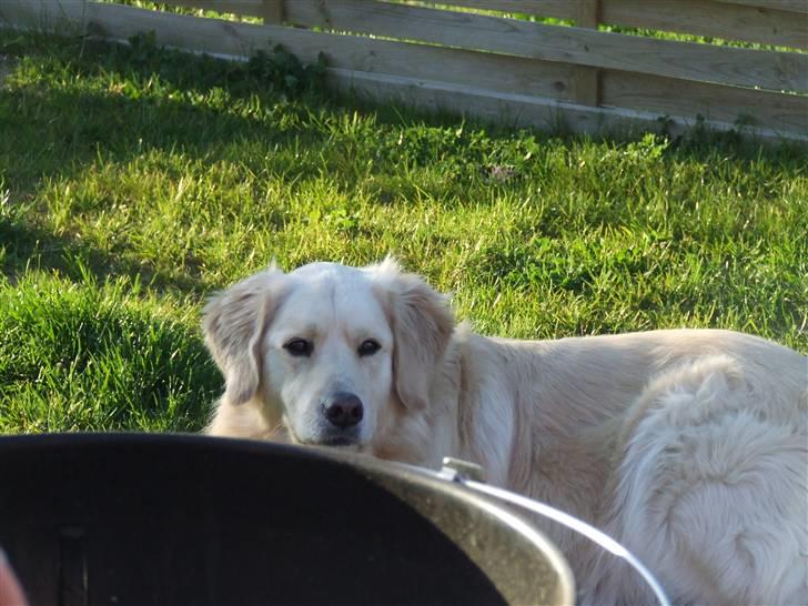 Blanding af racer Noah billede 13