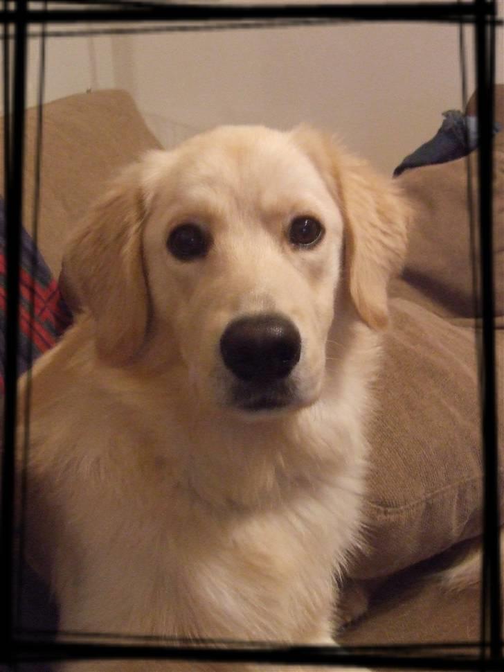 Blanding af racer Noah billede 14