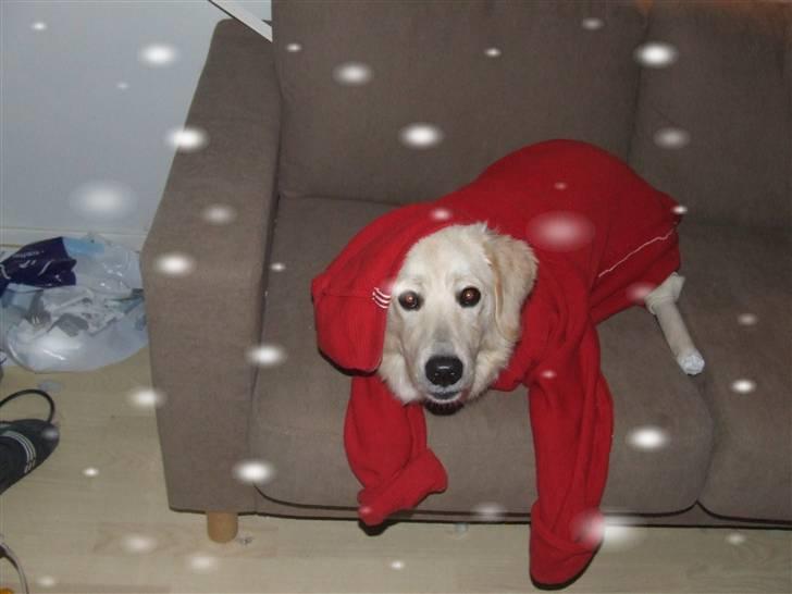 Blanding af racer Noah billede 15