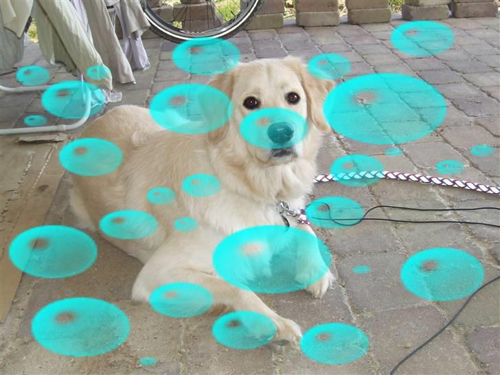 Blanding af racer Noah billede 16