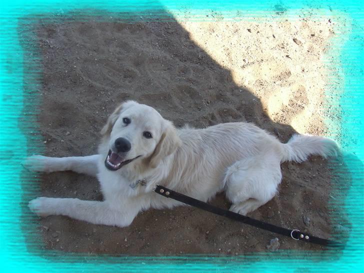 Blanding af racer Noah billede 17