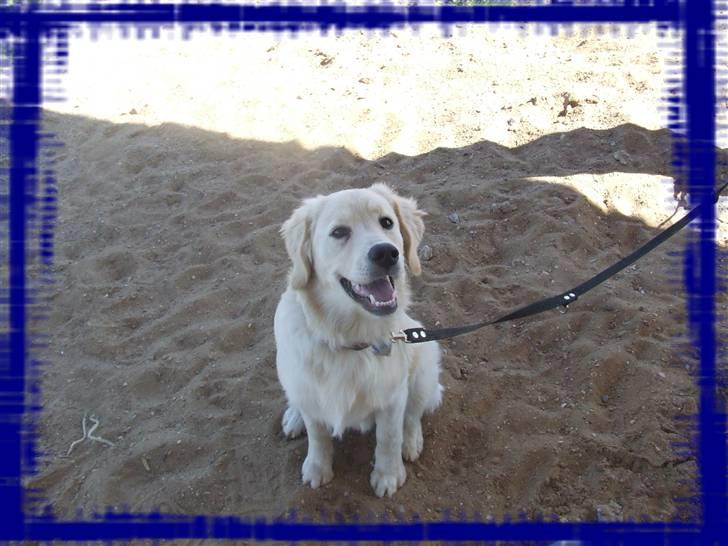 Blanding af racer Noah billede 18