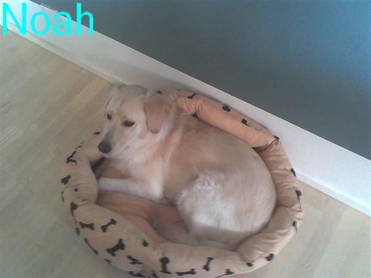 Blanding af racer Noah billede 19