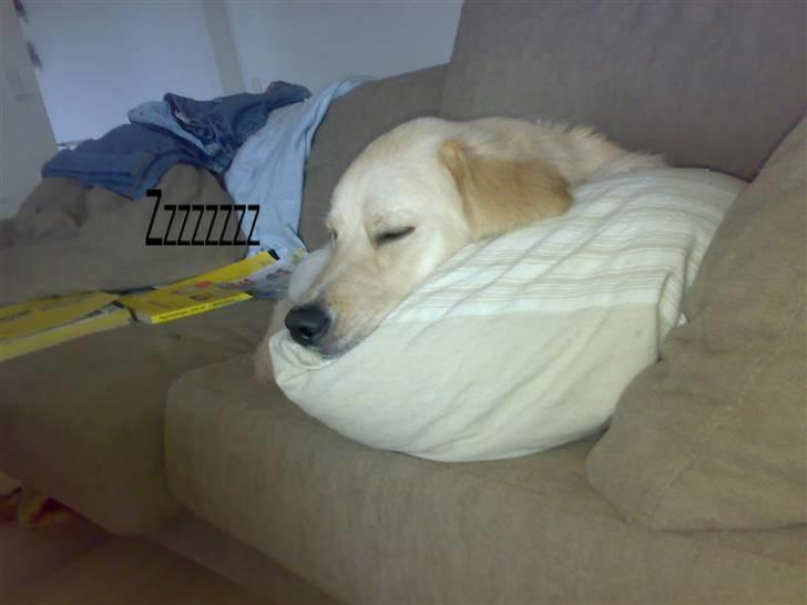 Blanding af racer Noah - Håber i nød det og kig gerne ind igen.! billede 20