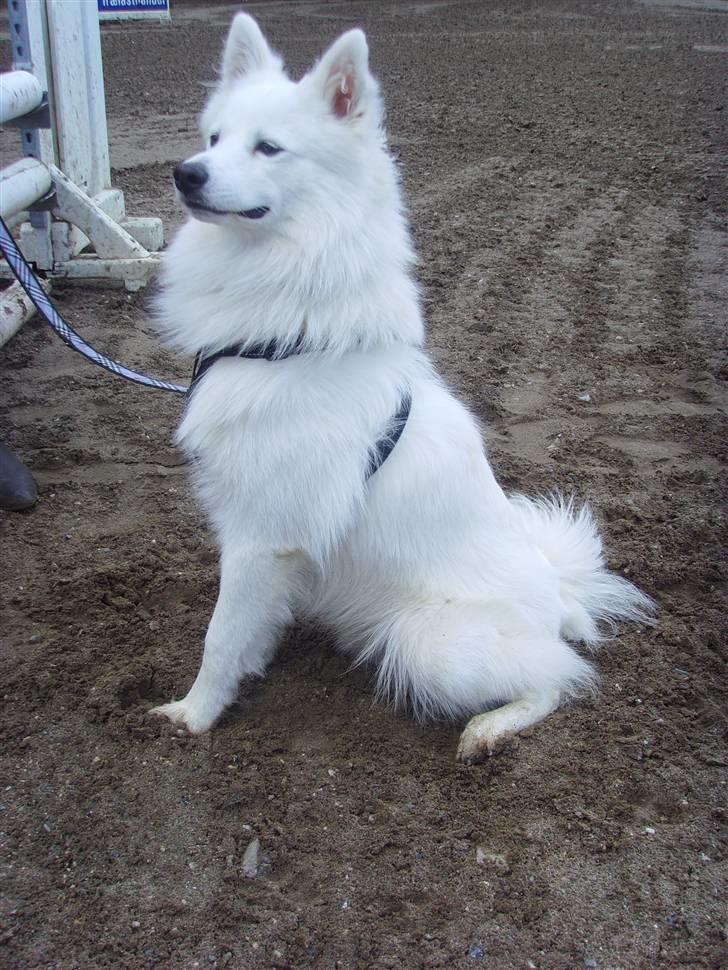 Blanding af racer Oscar - Oscar nede på rideskolen :D 1 år.  billede 1