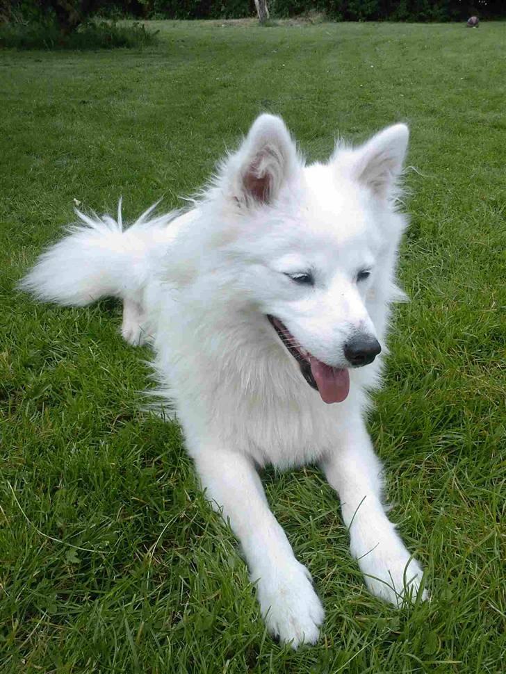 Blanding af racer Oscar - Oscar udenfor i haven.<3 1 år. billede 2