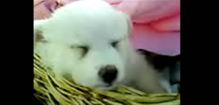 Blanding af racer Oscar - Elskede Oscar da vi fik ham :) billede 3