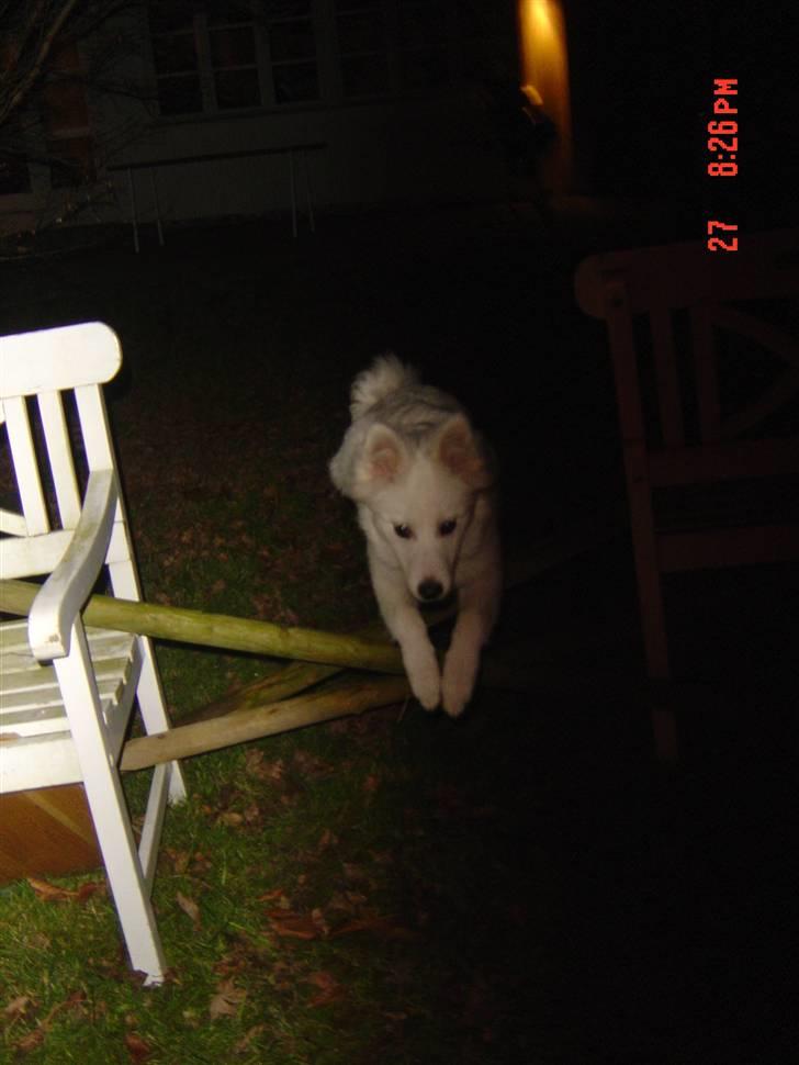 Blanding af racer Oscar - Og springe kan den dejlige vovse også. <3 billede 4