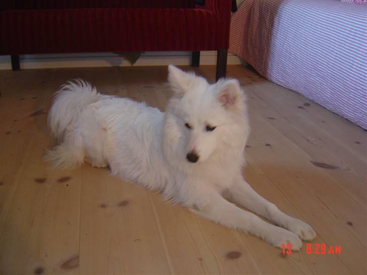 Blanding af racer Oscar - Søde Oscar indenfor. billede 6