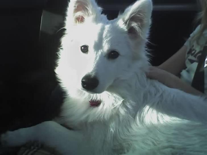 Blanding af racer Oscar - Oscar på biltur. :D billede 7