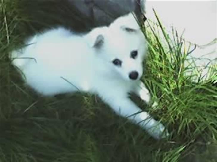 Blanding af racer Oscar - Oscar udenfor 0 år<3 billede 8