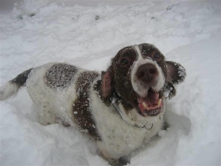 Engelsk springer spaniel Oscar  31.01.1999 - 08.02.2013 - 27. november 2010 billede 12