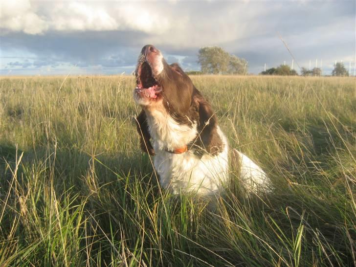 Engelsk springer spaniel Oscar  31.01.1999 - 08.02.2013 - 12. oktober 2009 billede 6