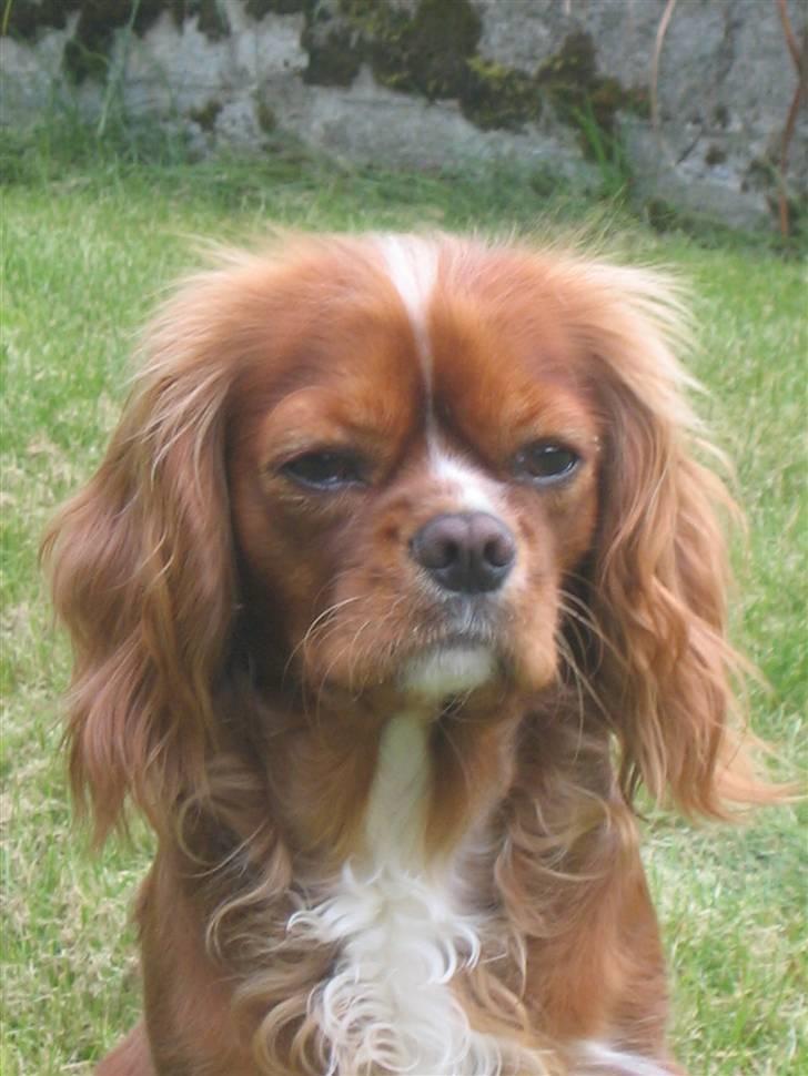 Cavalier king charles spaniel Düchess  [Himmelhunden] - Så kan man da lige værdige kameraet et blik hehe billede 20