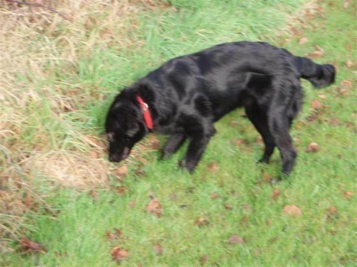 Flat coated retriever Fia (Kennelnavn Honey)  - uhh en mus? billede 14