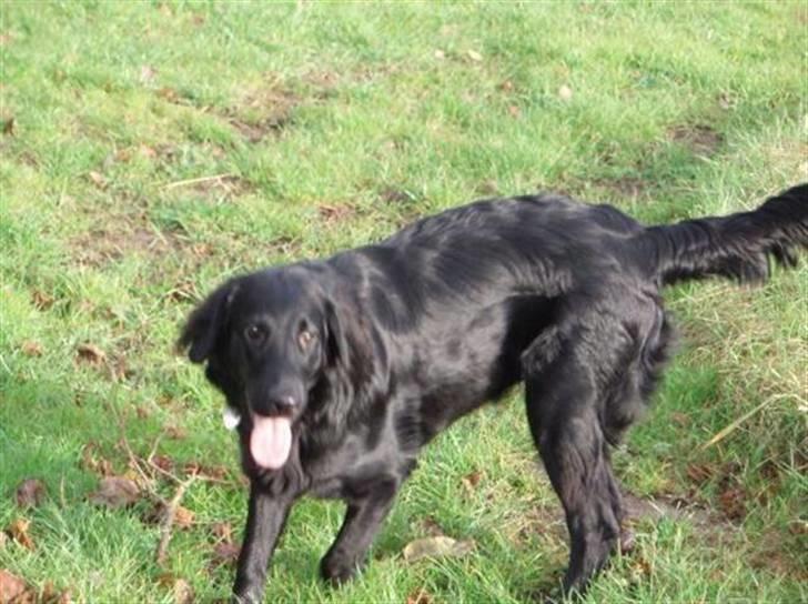 Flat coated retriever Fia (Kennelnavn Honey)  - Jaa lydig er Fia også selv om det er alt for spændende med alle duftene af forskellige dyr. billede 15
