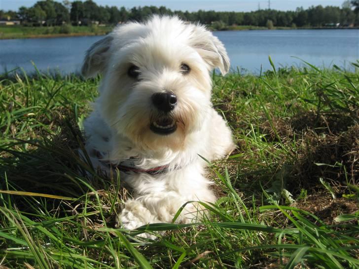 Bichon havanais Valborgs Flora (Lupe) billede 10