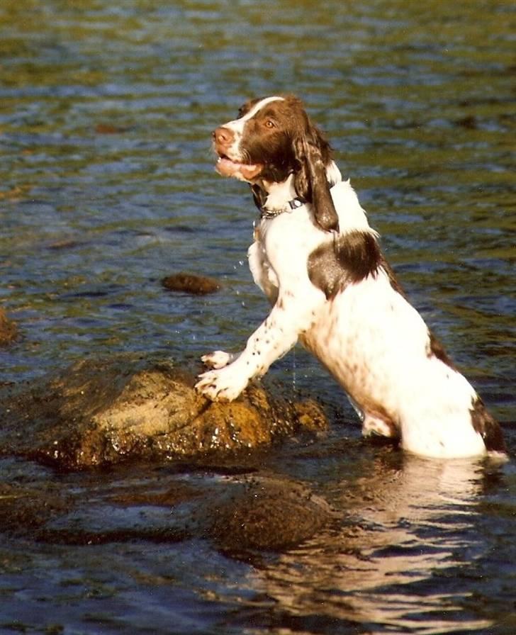 Engelsk springer spaniel Oscar  31.01.1999 - 08.02.2013 billede 8