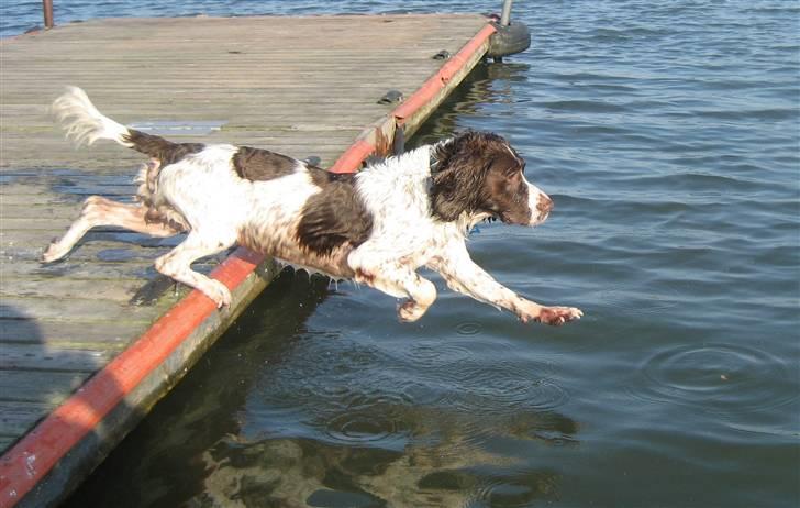 Engelsk springer spaniel Oscar  31.01.1999 - 08.02.2013 - Oscar er i fuld firspring på vej i vandet 24. september 2008 billede 5