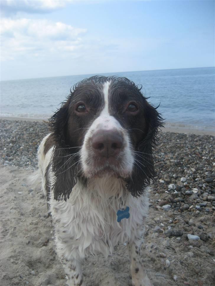 Engelsk springer spaniel Oscar  31.01.1999 - 08.02.2013 - 29. juni 2009 billede 9