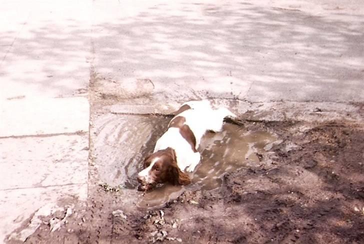 Engelsk springer spaniel Oscar  31.01.1999 - 08.02.2013 billede 10