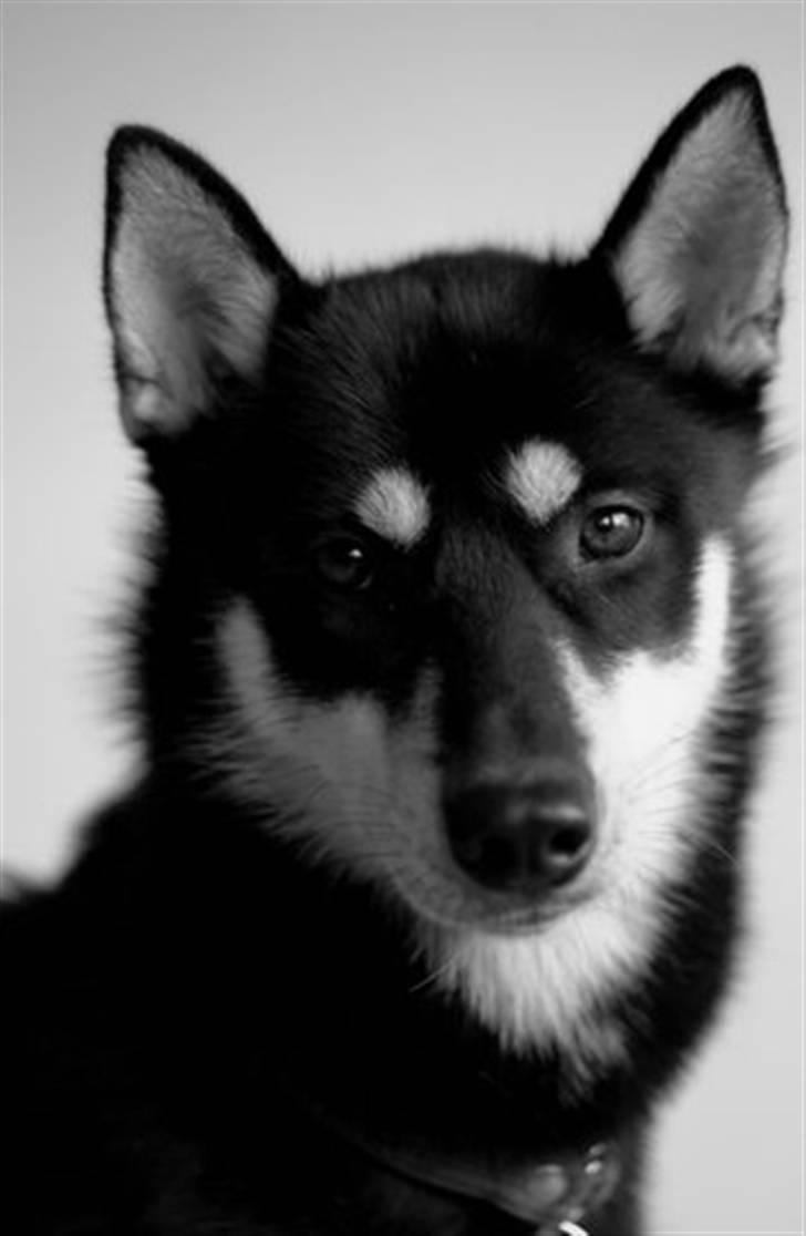 Siberian husky Vuffi (død) billede 1
