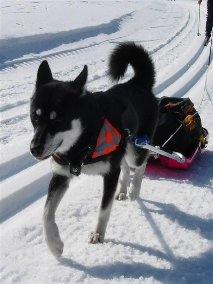 Siberian husky Vuffi (død) billede 2