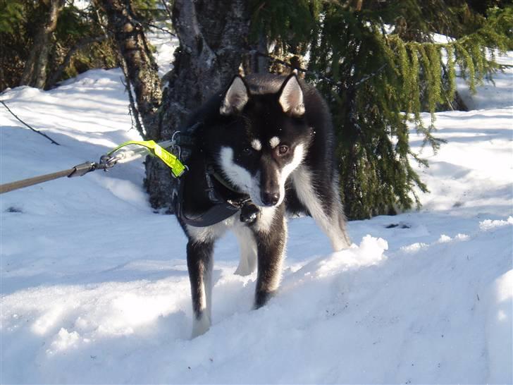 Siberian husky Vuffi (død) billede 4
