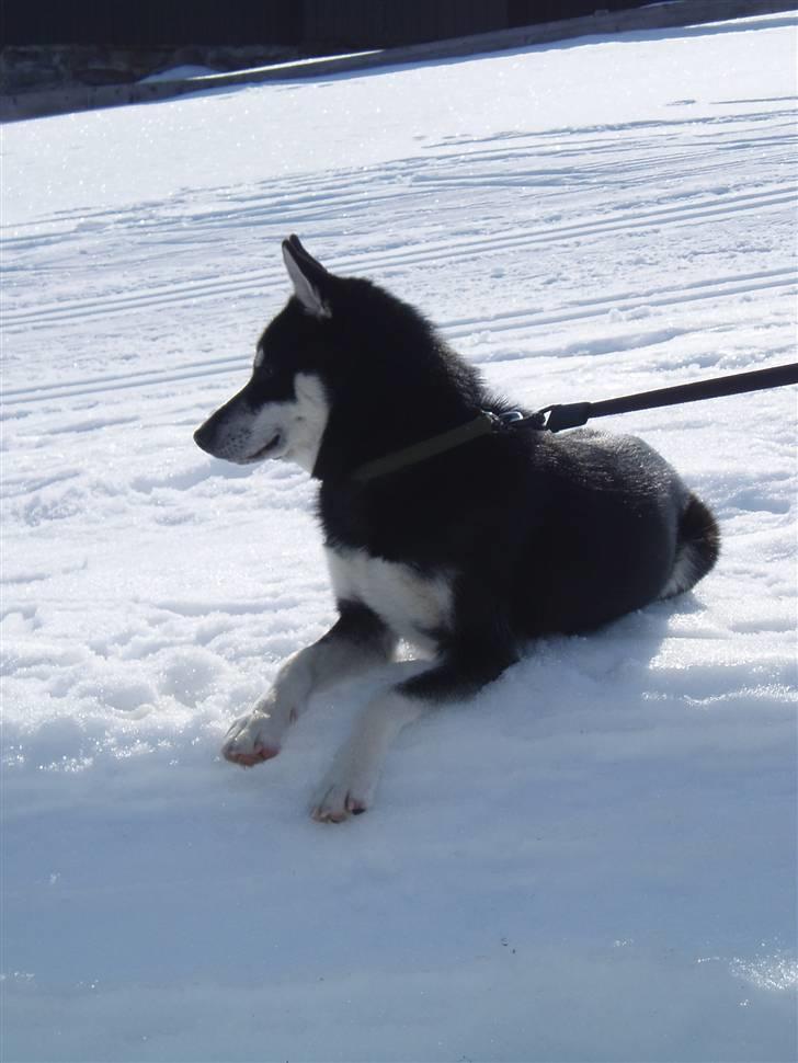 Siberian husky Vuffi (død) billede 5