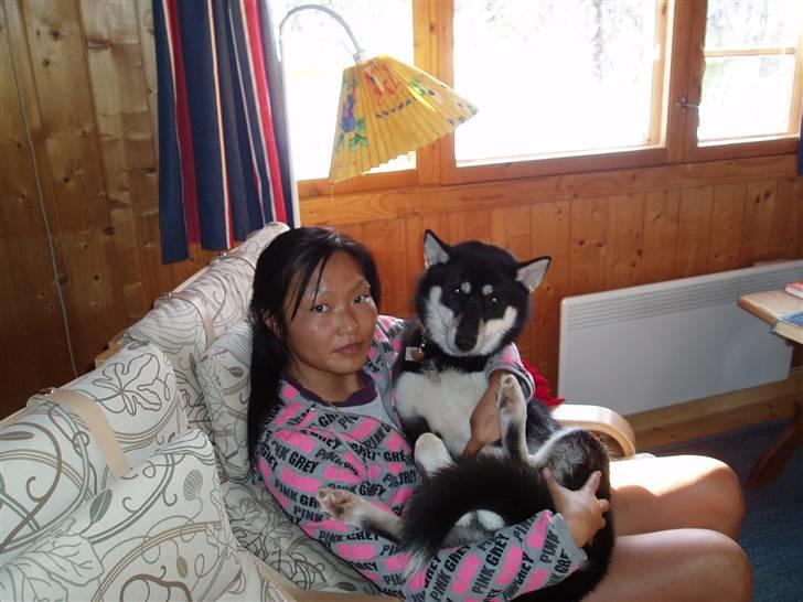 Siberian husky Vuffi (død) billede 6