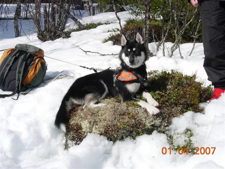 Siberian husky Vuffi (død) billede 7