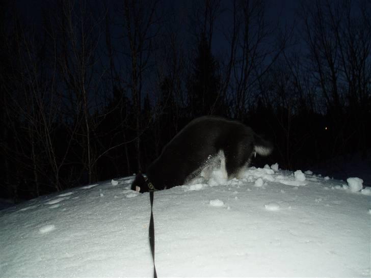 Siberian husky Vuffi (død) billede 8
